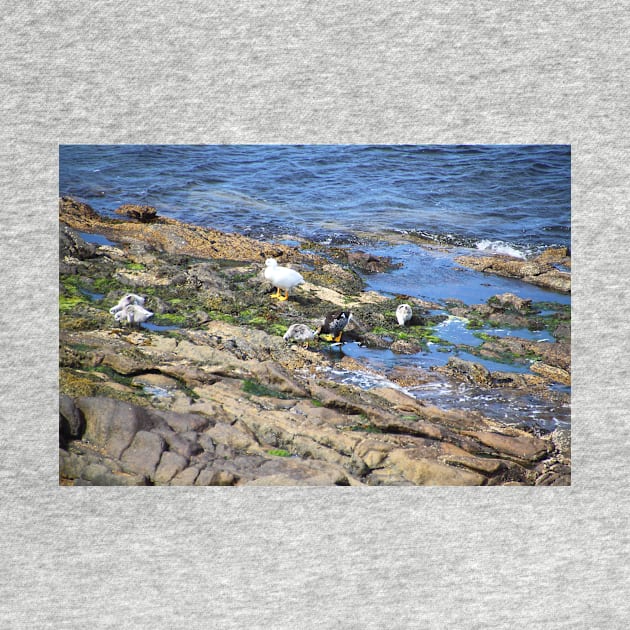 Kelp Goose Family Falkland Islands by Carole-Anne